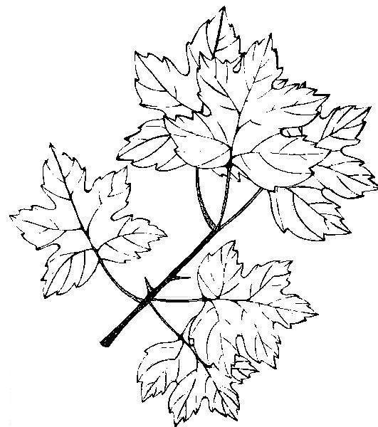 Plansa de colorat cu Toamna 102 5